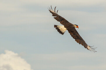 A Crested Caracara soaring in flight over the Tatacoa Desert, Colombia, with wings fully extended...