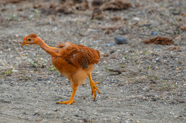 Young chicken with reddish feathers walking on dry ground in Colombia, showing its developing plumage