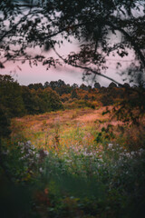 Early fall countryside landscape through the branches