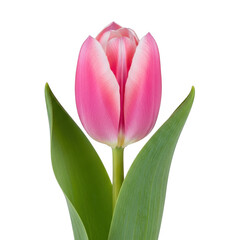 Fototapeta premium Pink tulip isolated on transparent background