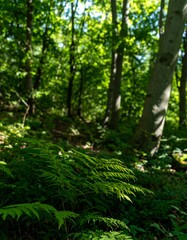 Fototapeta premium Lush forest floor with ferns