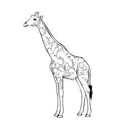 Graceful Giraffe Silhouette – Tall African Wildlife Animal Vector Illustration