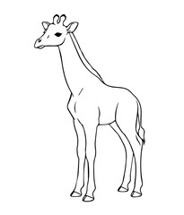 Graceful Giraffe Silhouette – Tall African Wildlife Animal Vector Illustration