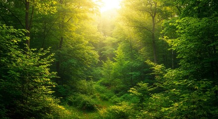 Obraz premium Lush green forest bathed in sunlight creates a serene and tranquil scene perfect for nature lovers and mindful escapes into the beauty of wilderness