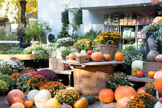 Decorated interior porch to house with pumpkins, flowers chrysanthemums in pots for Halloween, Thanksgiving. Pile of many orange pumpkins. Country rustic fall background. Autumn decoration exterior	
