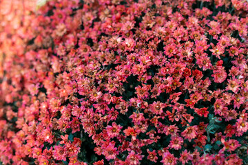 Close up photo flowering red chrysanthemums in autumn. Background with blossoming a chrysanthemums. Macro flowers chrysanthemums. Autumn flowers in the garden. greeting card. Copy space. Soft focus