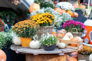 Autumn decoration interior home. Decorated table to house with pumpkins, flowers chrysanthemums in basket for Halloween, Thanksgiving. Pile of many orange pumpkins. Country rustic fall background.	
