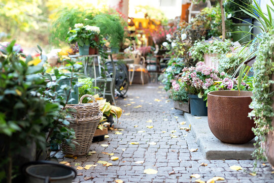 Cozy garden at home. Gardening tools, flowerpots, wicker basket, flowers and plants in potted at backyard at home. Green plants near rustic gardening equipment in patio outdoor. Summer yard work