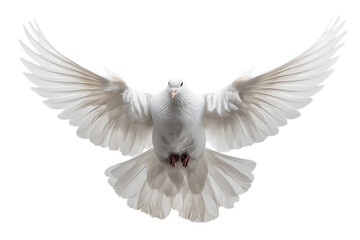 Obraz premium White dove in flight, symbol of peace and hope.