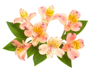 Fototapeta premium Top-Down View of Streptocarpus Cluster with Green Leaves, Isolated