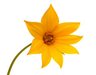  Single Sun Star Stem Angled Side View, Isolated