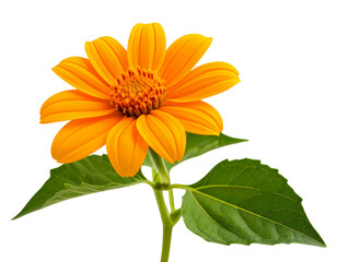Fototapeta premium Single Tithonia Stem with Leaves, Angled Side View, Isolated