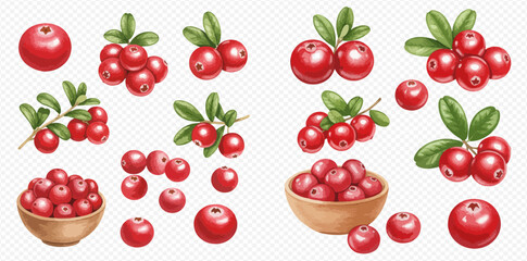 A collection of realistic red cranberry illustrations, including single berries, clusters on branches with leaves, and in wooden bowls.