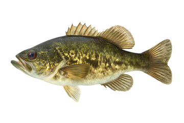 Largemouth bass fish isolated on black background