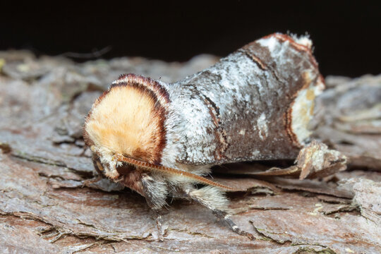 Buff-tip Moth