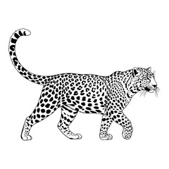 Vector art of leopard walking side view