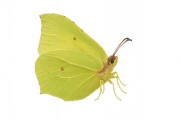 Brimstone butterfly Gonepteryx rhamni macro insect photo