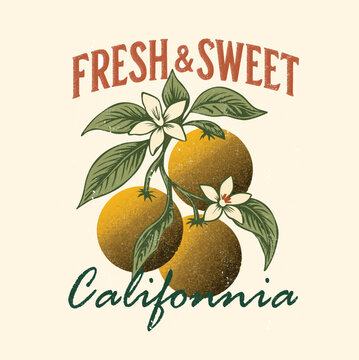 Orange. Orange Fruit Print. summer fruit Design. vintage t shirt design. fruit artwork. retro color. grunge effects. food fashion. girls Boyes tee. tropical food. healthy vitamin c. graphic tee