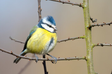 Blue Tit on Branch