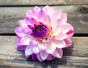 A vibrant dahlia, a stunning display of soft pinks and purples, rests delicately on a weathered wooden surface.