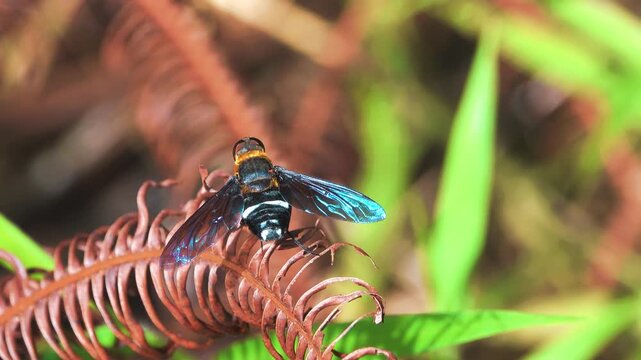 flower fly (Syrphidae) from the island of Borneo, tropical rain forest. January
