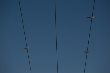 Tres pájaros en cables eléctricos bajo el cielo azul