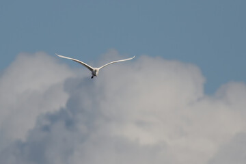 Great White Egret Front-on