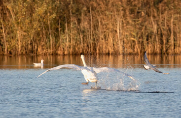 Mute Swan Running on Water