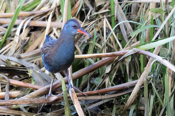 Water Rail Posing