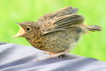 Robin Red Breast Chick Call for Food