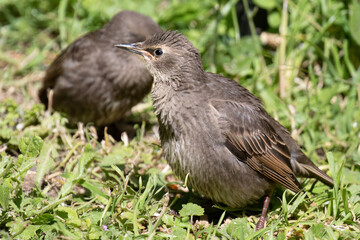 Starling Chicks on the Ground