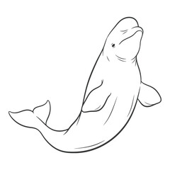 Vector art of beluga whale illustration