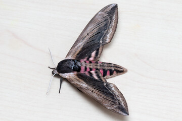 Privet Hawk Moth Top View