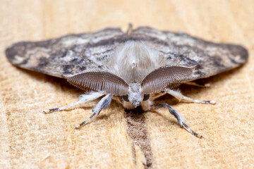 Gypsy Moth