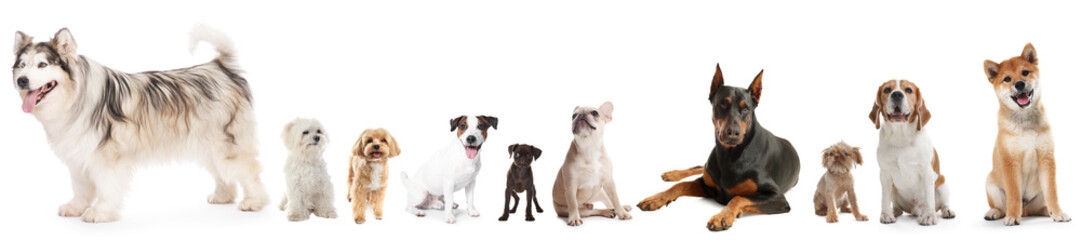 Dogs of different breeds isolated on white, collage