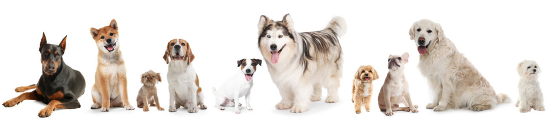 Dogs of different breeds isolated on white, collage