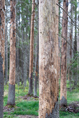 Obraz premium Evergreen trees killed by aggressive bark beetle attack with stripped trunks no foliage in grove. Forest devastation by insect pest, tree mortality from beetle invasion, pine woodland collapse 