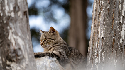 Chinese Tabby Cat (Chinese Li Hua) in the Wild Forest © ExpectationYeung楊望