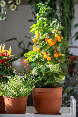 Homegrown of cherry yellow tomato, red hot pepper chili in clay pot growing at home, closeup. Urban gardening and farming. Dwarf potted tomatoes plant in house. 