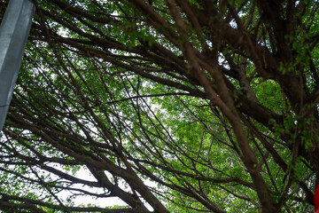 Lush green foliage with sprawling branches creating a serene atmosphere.