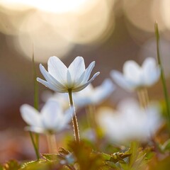 Delicate white flowers bathed in sunlight (1)