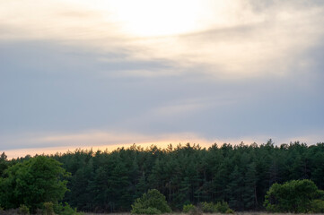 A tranquil forest of towering evergreens stretches beneath a softly glowing, cloud-covered sky.
