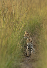 Serval in the bokeh of green grasses of Masai Mara, Kenya