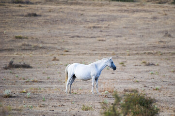 Fototapeta premium A solitary white horse stands calmly in a dry, open field, surrounded by sparse vegetation and vast, muted terrain.