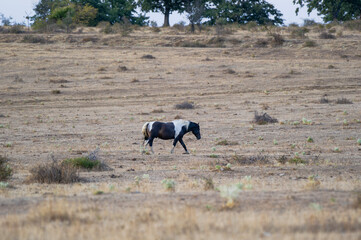 A striking black-and-white horse walks gracefully across a dry, open field under a muted sky.