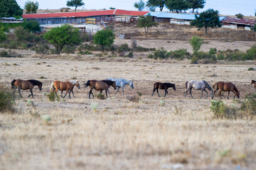 A line of horses of various colors walks across a dry, grassy field near red-roofed farm buildings, blending natural motion with a rural setting