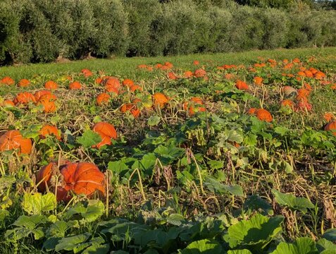 Campo di zucche a settembre nelle Marche