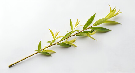 Capture the Freshness with this Natural Willow Branch on White - Perfect for Spring Designs, Botanical Themes, or Serene Backgrounds (159 characters)