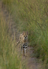 Portrait of a Serval, wild Cat moving in green grasses of Masai Mara, Kenya