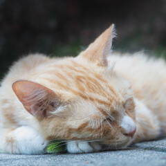A Dreaming Orange Cat Cuddling Foxtail Grass